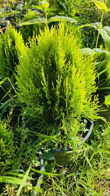 ev bitkiləri: Tuya sarı olanı sifaris ucun əlaqə saxlıya bilersiz vhatsap aktivdi