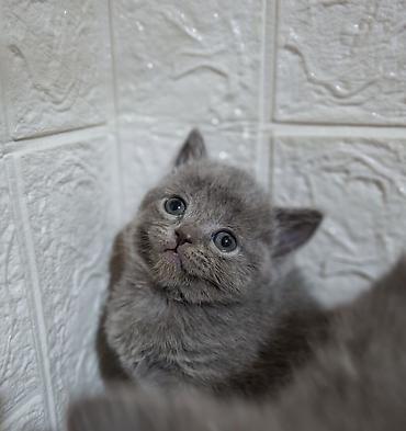 Продажа кошек: Продаётся шотландская девочка,скоттиш-страйт,возраст 1,5 — 13