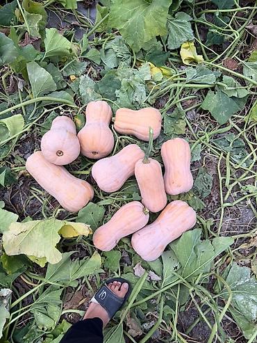 дойки ко: Тыква кормовая для скота! свежая и полезная! 9 сом! С доставкой! — 7
