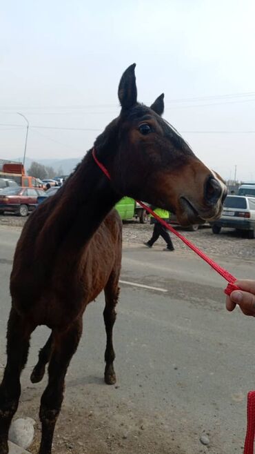 карова токмак: Сатам | Бээ (ургаачы), Тай | Аргын | Көбөйтүү үчүн, Жумушка, Ат спорту | Асыл тукумдуу