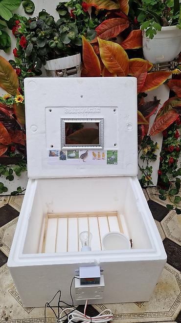 İnkubatorlar: 50 yumurta, Azərbaycan, Bütün növ quşlar üçün, Zəmanət ilə, Azərbaycan dilində təlimat — 7