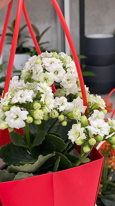 Каланхоэ: Каланхоэ в декоративном пакете‑кашпо “Specially” - Живые горшечные — 5