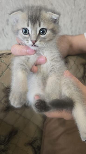 Кошки: Шотландская вислоухая — 3