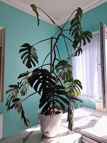 yaşil: Monstera deliciosa (Swiss cheese plant) – dekorativ iri yarpaqlı — 2