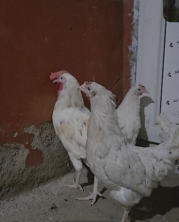 sud sagan pompa: Toyuq, Yumurtalıq — 3