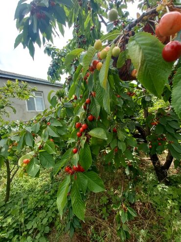 Həyət evləri və villaların satışı: 4 otaqlı, 120 kv. m, Kredit yoxdur, Orta təmir — 5