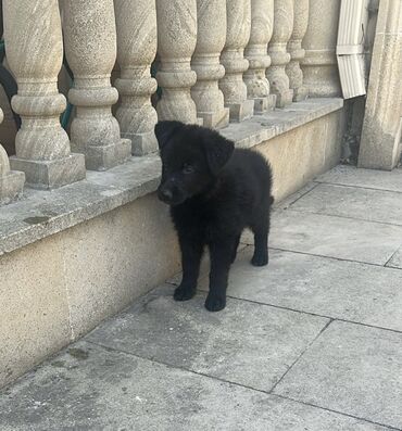 alman çoban köpeği: Немецкая овчарка, 2 месяца, Самка