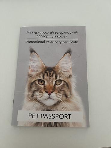 Отдам даром кошку: Кошка даром: Беспородная, Девочка, Приучена к лотку, С документами, С прививками — 3