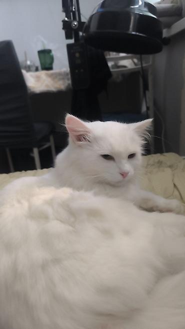 Продажа кошек: Белоснежная пушистая кошка с длинной шелковистой шерстью и густым — 16