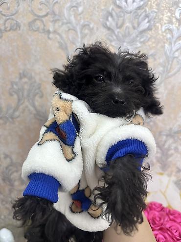 İtlər: Pudel, 3 ay, Erkek, Sənədli, Ünvandan götürmə, Ödənişli çatdırılma — 1