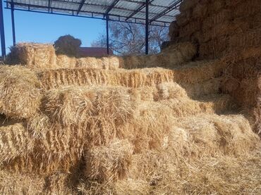 продаю жмых: 200 тук буудай саман сатылат