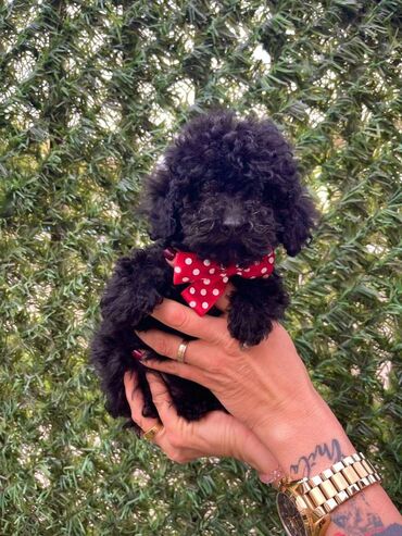 Psi: Odgajivacnica pasa “Happy Puppies” ima u ponudi stence toy i mini — 3