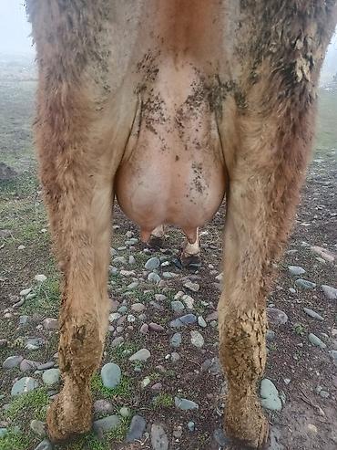 Коровы, быки: Продаю | Корова (самка) | На откорм | Привязанные — 12