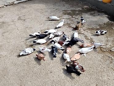 göyərcinlər: Salam quşlar hoptom satilir usd usde 5manatdan asaqi yeri yoxdur uz — 1