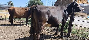 дойки ко: Продаю | Корова (самка) | Для молока — 2