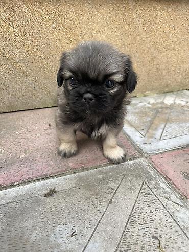 İtlər: Pekines — 3
