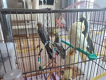 korella satışı: 🦜 Gənc Karella tutuquşuları satılır Müxtəlif rənglərdə gənc karella — 5