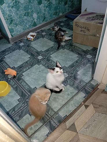 чёрные котята: Котята - Возраст: 3 месяца. - Окрас: - Бело‑чёрный с тёмным хвостом — 3