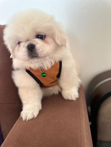 İtlər: Pekines, 1 ay, Erkek — 11