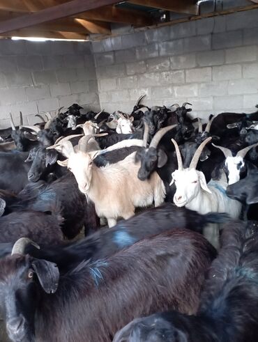 чешская коза: Продаю | Коза (самка) | На забой, Для разведения, Для молока