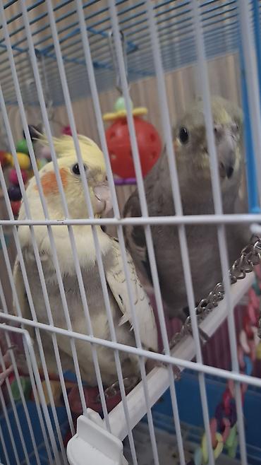 amadin qusu: Karela (cockatiel) quşları satılır. 1 cüt (erkək və dişi, 1 yaş) + 2 — 1
