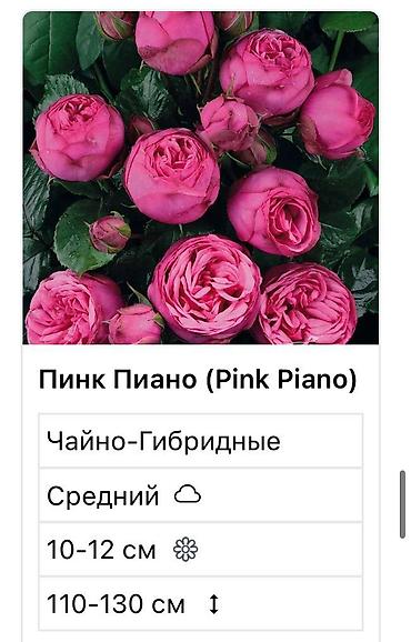 Садовые цветы и кустарники: Саженцы цветка: Розы — 9