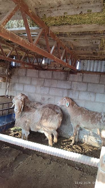 Баран, овца: Продаю | Овца (самка) | Для разведения — 7