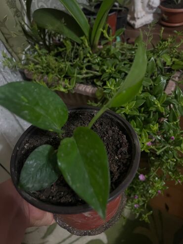 Otaq bitkiləri: Her nov guler var endirimnen verecem Gencedi istiyen yazsin satiş — 71