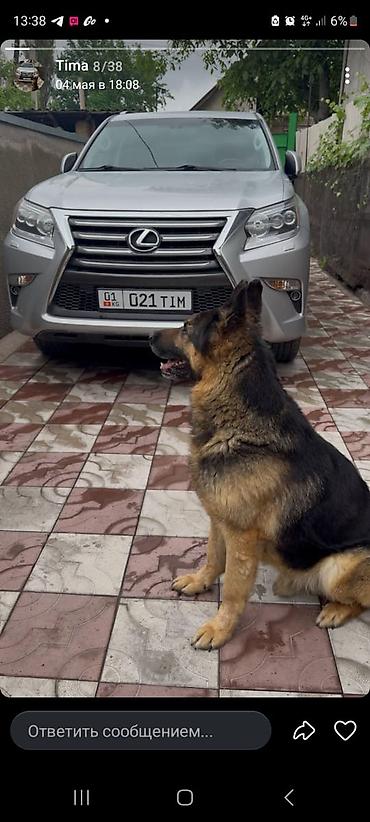 эркек ит: Вязка европеец Авчар 5 лет — 4