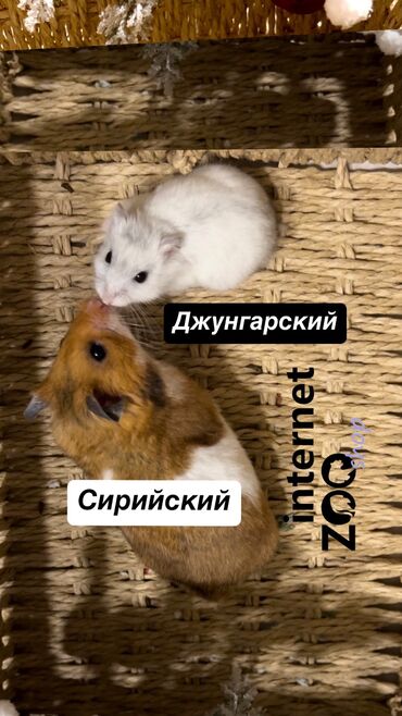 хомяки с клеткой: Продаются хомячки ручные. В нашем питомнике вы можете приобрести