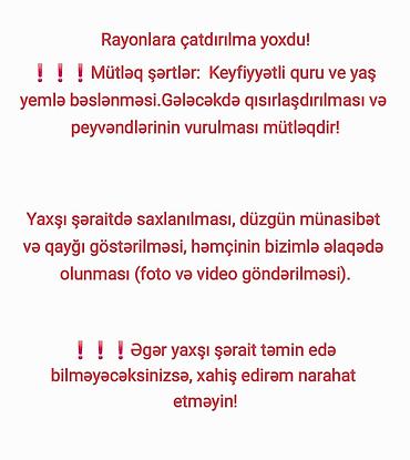 Кошки: Самка, В добрые руки — 3