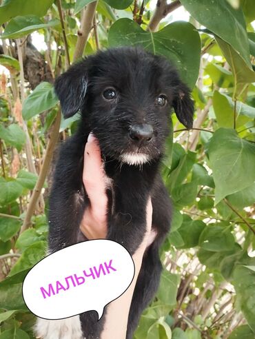 ветровка мальчик: 🐕Малыши крепыши🐕 Сокулук, кому нужны замечательные и абсолютно