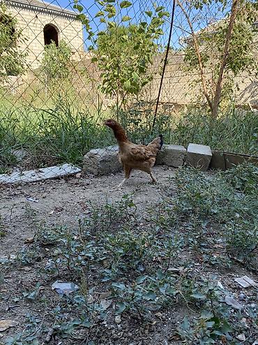 xoruzu: Xoruz, Heyratı, il: 1, Ünvandan götürmə, Ödənişli çatdırılma — 3