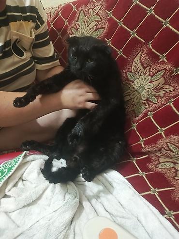 Pişiklər: Şotland — 5