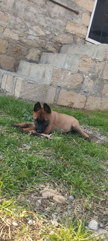 İtlər: Belçika çoban iti, 3 ay, Dişi, Pulsuz çatdırılma — 11