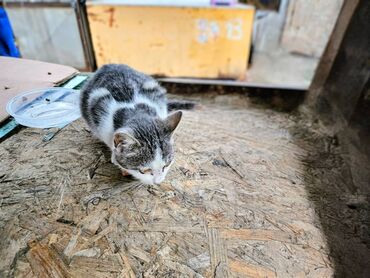 Mačke: Sivobela lepotica traži dom pre zime - Bresplatno U okolini Loznice — 11