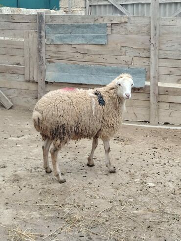 Qoyunlar, qoçlar: Razilasmaq olar — 9