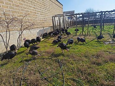 Heyvanlar: 🥚 Damazlıq yumurta 2.50 🐥 Sağlam və aktiv balalar 7.50 manat ✅ Güclü — 2