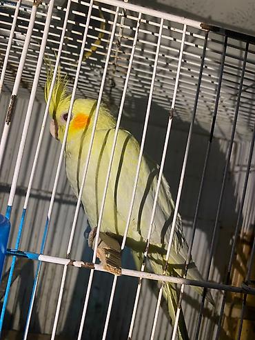 lutino: Məhsul: Nymph (kakadudu – cockatiel) papağanları, açıq-sarı/lutino — 3