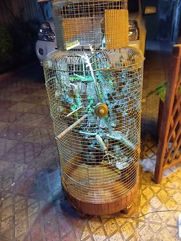 qefəs: Dekorativ quş qəfəsi – əl işidir - Material: metal tor, taxta baza və — 1