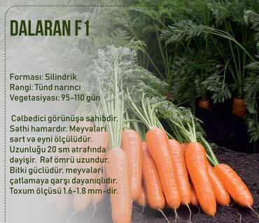 Toxumlar: Aluzze qarpiz toxumu — 20