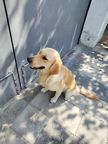 golden it cinsi: Retriever, 8 ay, Erkək, Peyvəndli — 2