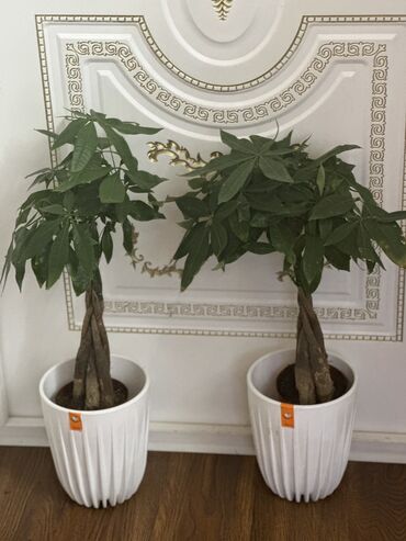 Другие комнатные растения: Комнатные цветы at lalafo.kg — 17 Другие комнатные растения: Комнатные цветы — 17