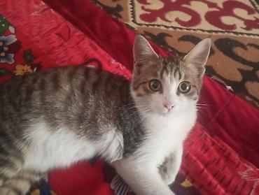 сколько стоит вислоухие котята: Котёнок, полосато-белый окрас - Порода: домашняя короткошёрстная — 1