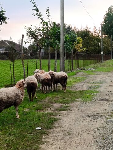 Kənd təsərüfatı heyvanları üçün digər mallar: 🌾 Lənkəranda bağda saxlanılan quzular 🐏 Təmiz, sağlam və ətli 💚 — 10