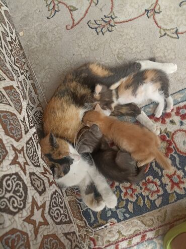 сибирская трехцветная кошка: Кошка даром: Беспородная, 2 года, Девочка, Приучена к лотку