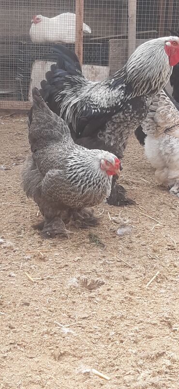 brahma toyuqlari: Toyuq, Brama, Yumurtalıq, Ünvandan götürmə