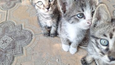 шотландская прямоухая кошка цена: Кошка даром: Беспородная, 1 месяц, Мальчик