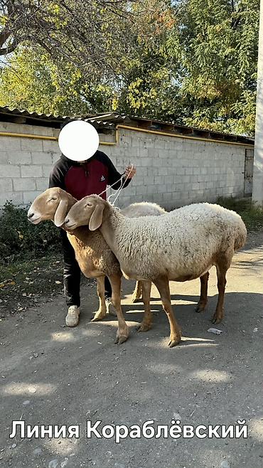 маленькие кролики: Продаю | Овца (самка) | Арашан | Для разведения | Племенные, Котные, Матка — 1