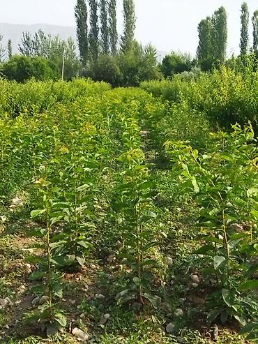 Другие фруктовые и ягодные растения: Саженцы плодовых деревьев (полевая плантация) - Ровные ряды молодого — 5